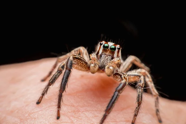 Laba Laba Pada Kulit Manusia Melompat Spider — Stok Foto