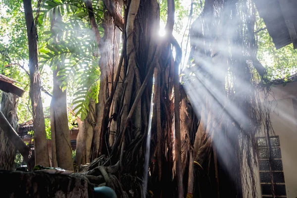 Floresta Escura Paisagem Luz Solar — Fotografia de Stock