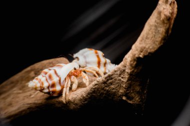 Hermit yengeçler, Coenobita, münzevi kimse Yengeç arazi