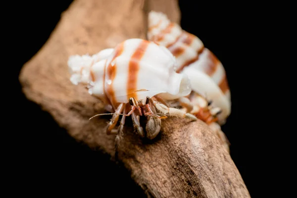 Landa Eremit Krabba Coenobita Eremitkräftor — Stockfoto