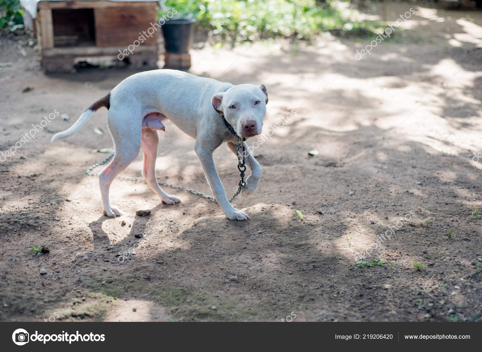 Dog American Pit Bull Terrier Dog Barks Fierce Best Friend Stock Photo C Sunyawit D Outlook Co Th 219206420