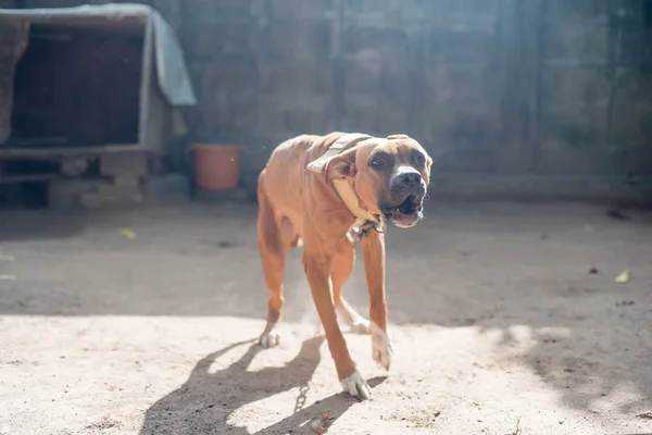 Perro American Pit Bull Terrier Ladridos Perro Feroz Mejor Amigo —  Fotos de Stock