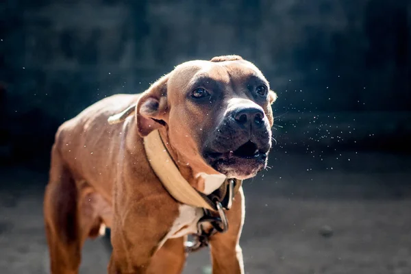 Köpek Amerikan Pit Bull Terrier, köpek havlar, şiddetli, en iyi arkadaş