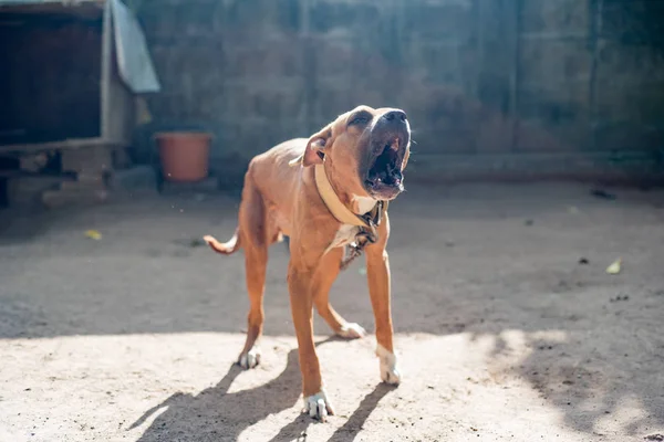 Köpek Amerikan Pit Bull Terrier, köpek havlar, şiddetli, en iyi arkadaş