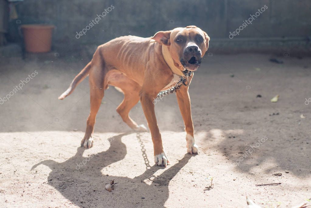 Dog American Pit Bull Terrier, dog barks, fierce, best friend