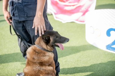 Köpek uyuşturucu ya da bomba yıkıyor