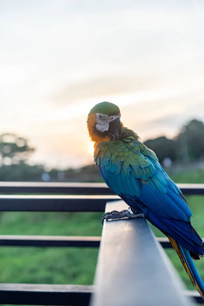 Scarlet Macaws Bird Standing Ram Stairs — Stock Photo, Image