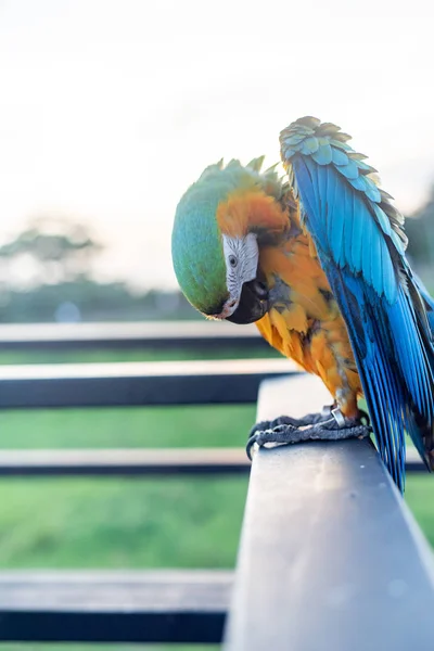 Scarlet Macaws Bird Standing Ram Stairs — Stock Photo, Image