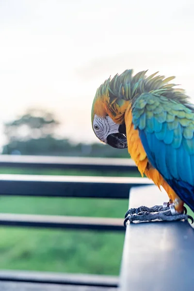 Scarlet Papoušek Pták Stojící Schodech Ram — Stock fotografie