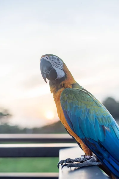 Scarlet Macaws Bird Standing Ram Stairs — Stock Photo, Image