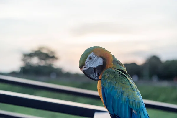 Guacamayos Escarlata Pájaro Pie Las Escaleras Ram —  Fotos de Stock