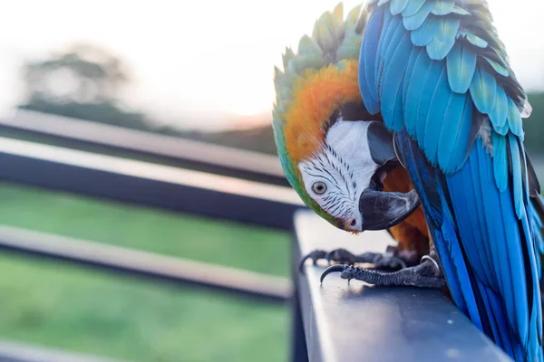 Scarlet Macaws Bird Standing Ram Stairs — Stock Photo, Image