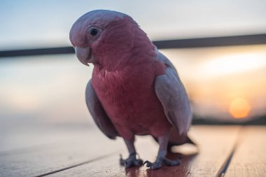 Goffin'ın Kakadu kuş ayakta Ram merdivende