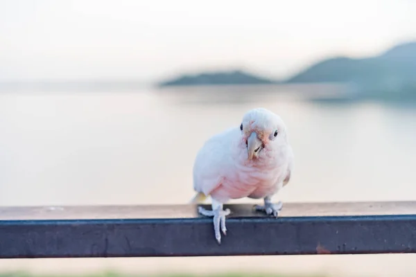 Goffin Cockatoo Bird Standing Ram Stairs — Stock Photo, Image