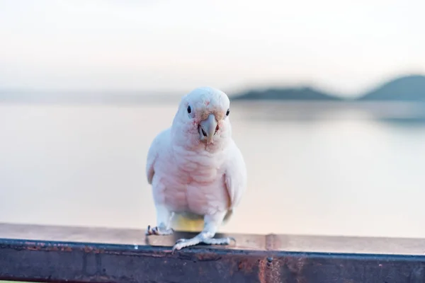 Goffin Какаду Птах Стоячи Сходах Оперативної Пам Яті — стокове фото