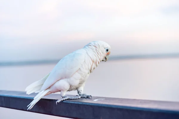 Goffin Cockatoo Bird Standing Ram Stairs — Stock Photo, Image