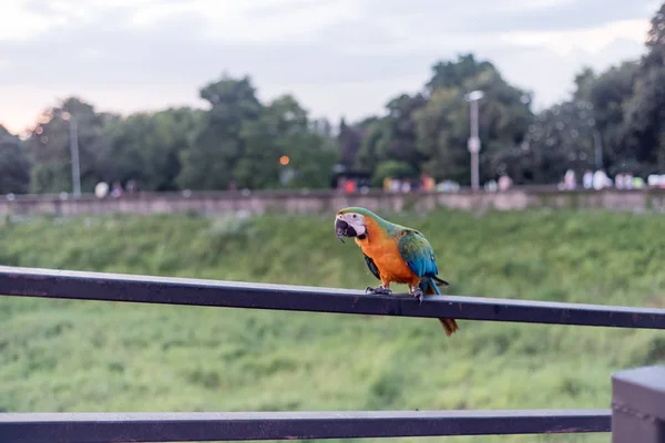 Scarlet Macaws Bird Standing Ram Stairs — Stock Photo, Image