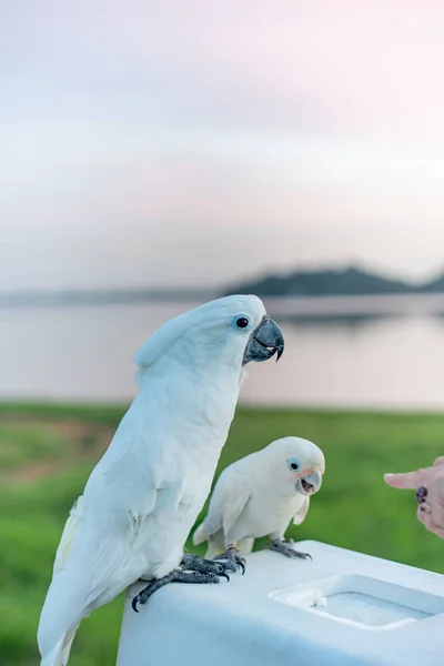 umbrella cockatoo Bird standing on the Basket