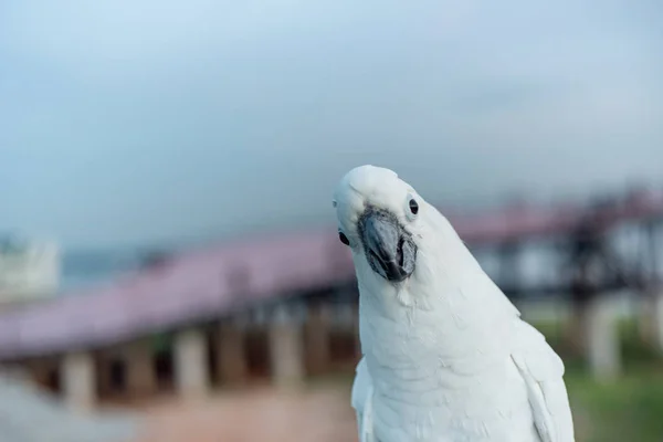 umbrella cockatoo Bird standing on the Basket