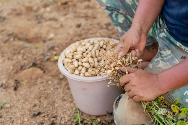 farmer hand selected bean in farm