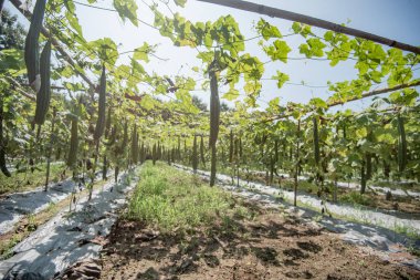 Kabak Farm, Taze kabak