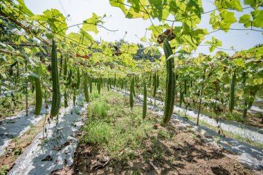 Kabak Farm, Taze kabak
