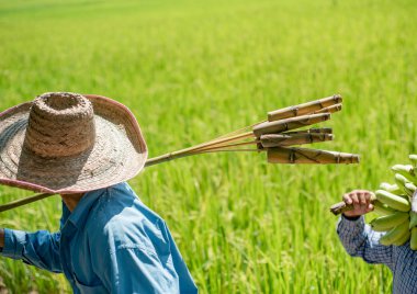 bambu sürgün grupta taşıyan çiftçi