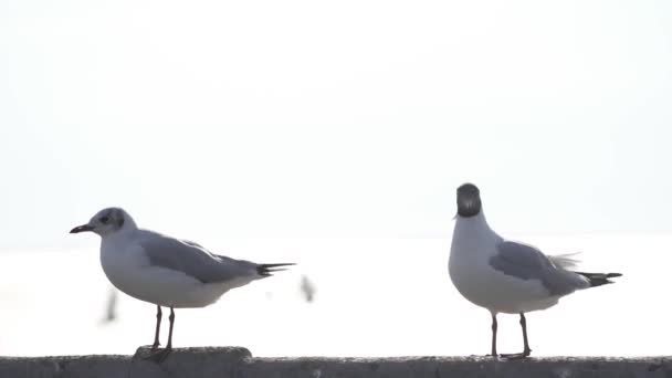 Seagull Flying Blue Sky — Stock Video