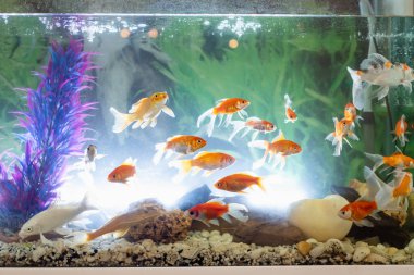 Yeşil ekilen tropikal akvaryumda Japon balığı