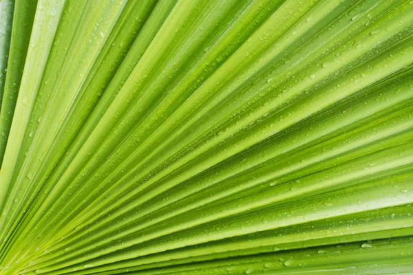 Close-up of green date palm tree leaf, natural texture