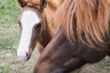 Açık alanda İzlandalı atlar Close-up