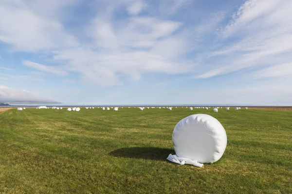 Bale of fodder grass wrapped in white plastic lying on the field in Iceland.
