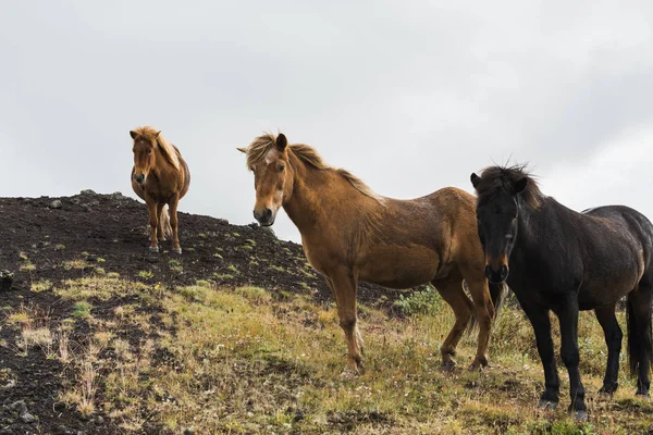 Bruine Zwarte Ijslandse Paarden Staande Het Mos Bedekt Hill Ijsland — Stockfoto