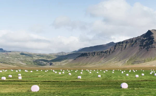 Fardos Erva Forrageira Embrulhados Plástico Branco Deitado Campo Islândia — Fotografia de Stock