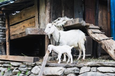 Keçi ve goatling çiftlikte, Nepal