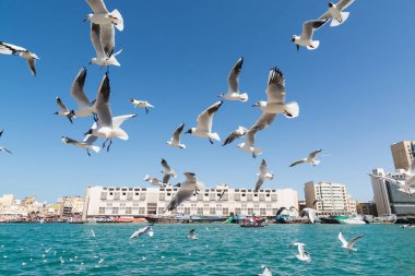 Dubai, Birleşik Arap Emirlikleri-Mart 2019: Dubai dere boyunca uçan kuşlar