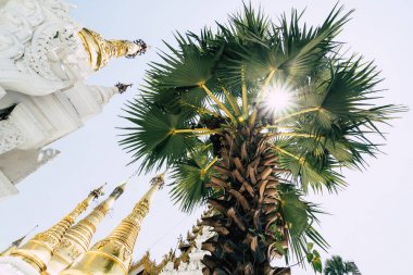 Yangon Shwedagon tapınak kompleksinde yaldızlı stupas, Myanmar