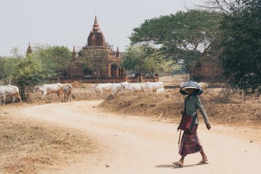 Bagan, Myanmar - Mart 2019: Arka planda antik Bagan tapınakları ve pgodalar ile kuru alanda bir gaunt otlatma