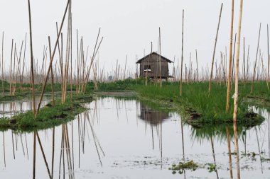 Inle gölü, Myanmar Taunggyi yüzen sebze bahçeleri üzerinde Bambu kulübe