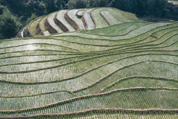 Lao Cai eyaletinde Sapa pirinç terasları Arka plan deseni, Vietnam