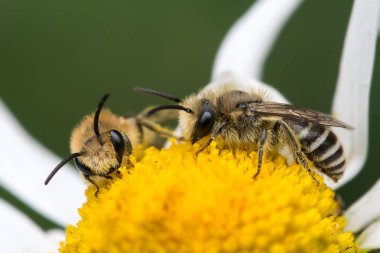 Oxeye papatya çiçek, Kuzey Devon, İngiltere'de, yaz besleme iki sıvacı arılar (Colletes daviesanus).