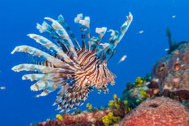 Common Lionfish (Pterois volitans) is an invasive species in the Caribbean. Bahamas, December clipart