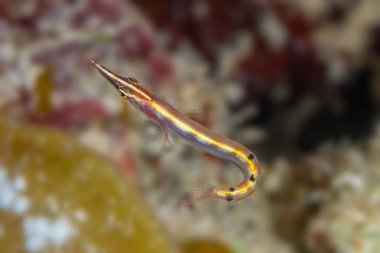Ok blenny (Lucayablennius zingaro) gösterilen kuyruk, yukarıdan görünüm bağladım. Bahamalar, Aralık