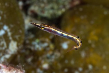 Ok blenny (Lucayablennius zingaro) gösterilen kuyruk, ağız açık ile yan görünümden bağladım. Bahamalar, Aralık