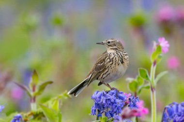 Meadow Pipit (Anthus pratensis) standing on bluebell (Hyacinthoides non-scripta). Skomer Island, Pembrokeshire, May clipart
