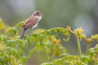 Arama, bracken bahar, Pembrokeshire, Galler İngiltere'de üzerinde duran akgerdan (Sylvia communis).