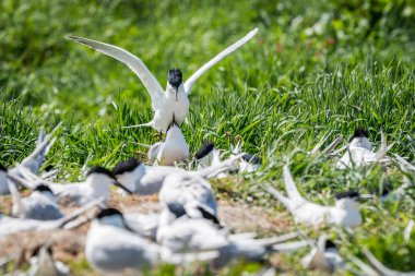 İki sandviç kırlangıçlar çimenli bir kıyı üzerinde kolonisi arasında çiftleşme. Farne Adaları, Birleşik Krallık, Mayıs