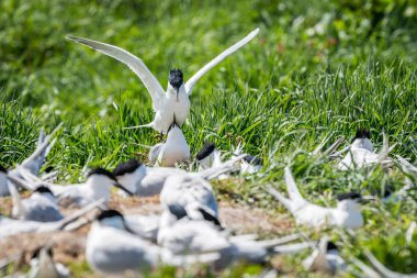 Two sandwich terns mating amongst the colony on a grassy shoreline. Farne Islands, UK, May clipart