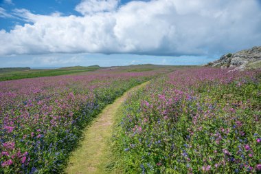 Galli kır çiçekleri sahne. Patika çayır campion ve bluebells, arka planda kıyı şeridi boyunca eğme. Skomer Island, Pembrokeshire. Mayıs