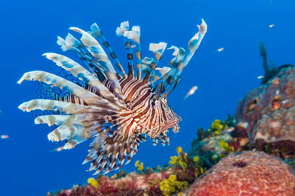 Обыкновенные Львы Pterois Volitans Инвазивный Вид Карибах Багамские Острова Декабрь — стоковое фото